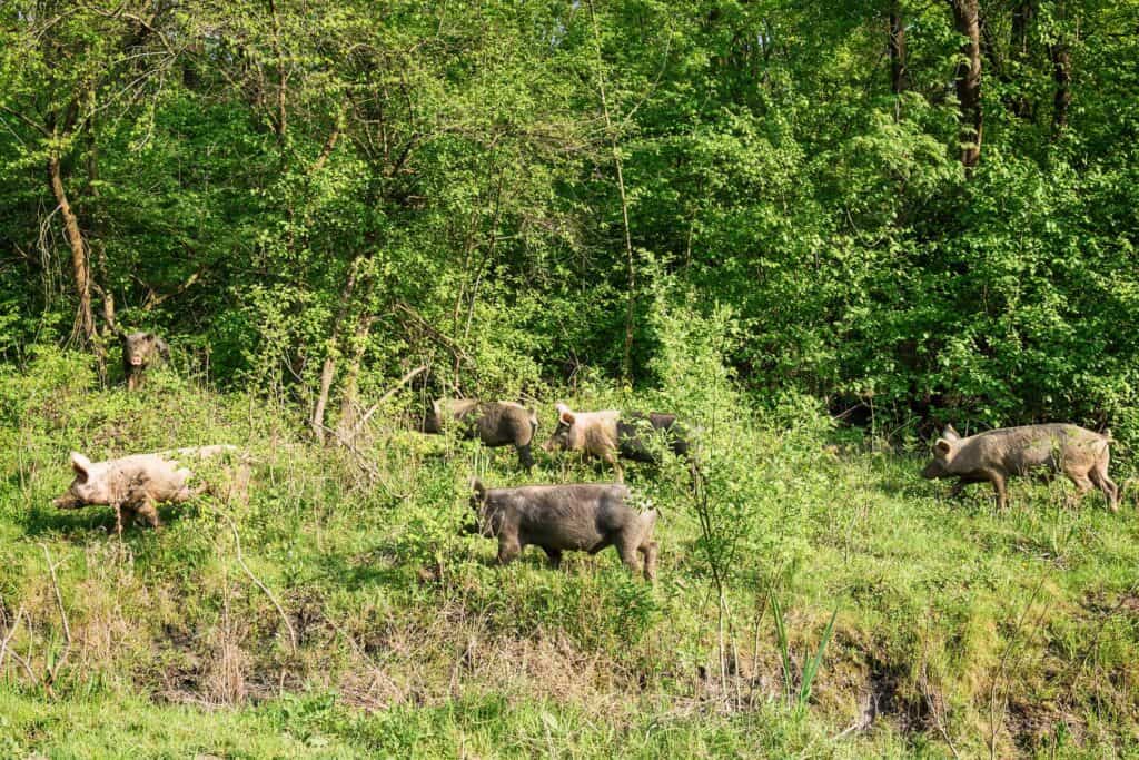 Poisoning Feral Hogs
